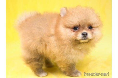 成約済の東京都のポメラニアン-188143の2枚目